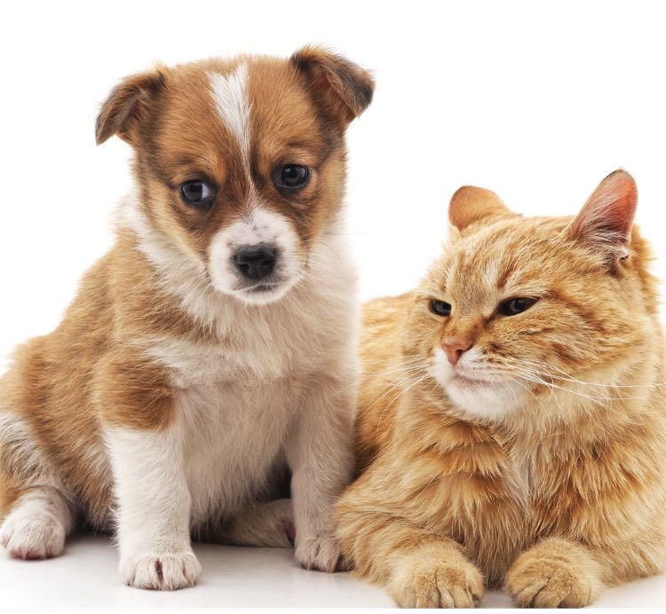 CANE E GATTO - dog and cat friends